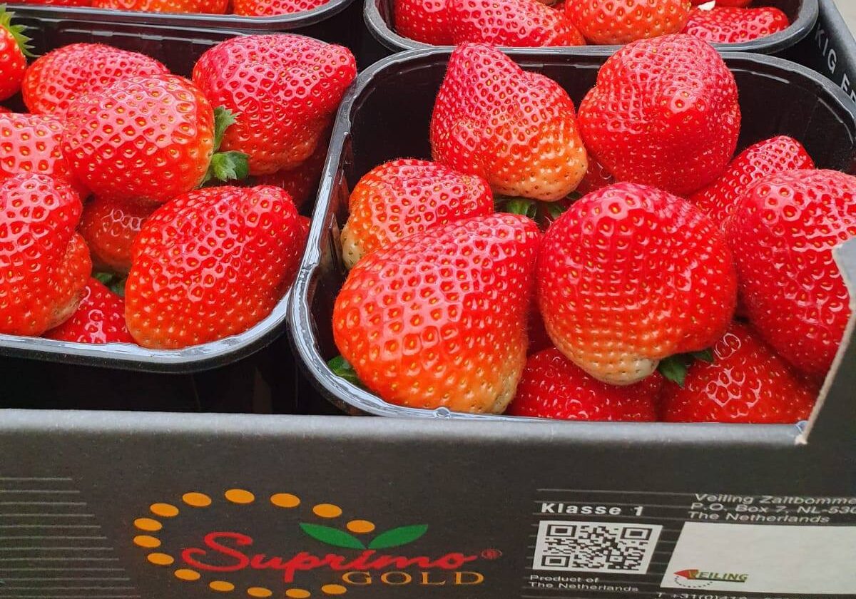 Suprimo aardbeien Joost van Uitert